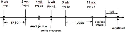 Suppression of PTRF Alleviates Post-Infectious Irritable Bowel Syndrome via Downregulation of the TLR4 Pathway in Rats